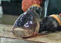 Asian bighead carp